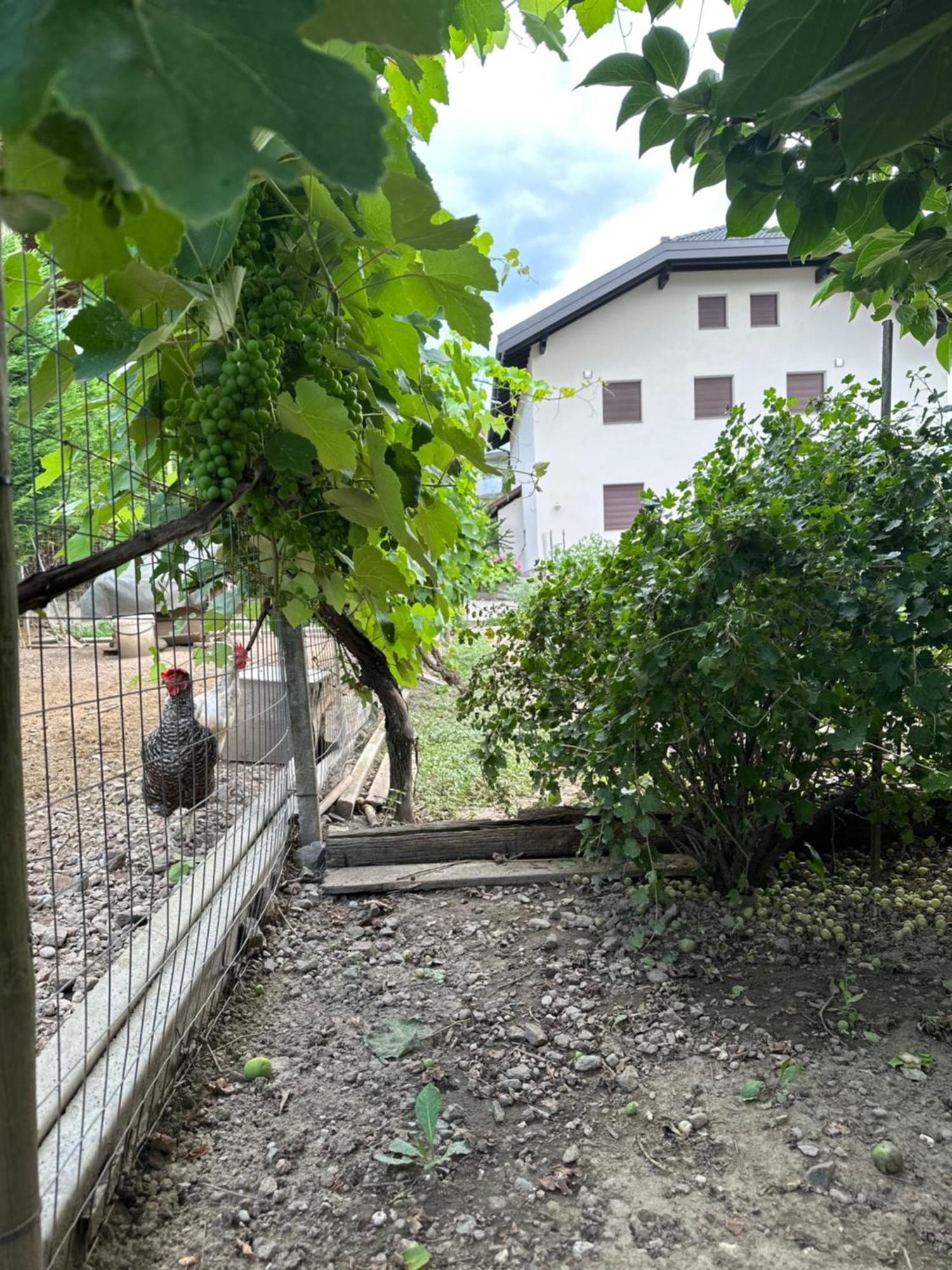 Haus Hafner Sonniges Apartment Terlan Zewnętrze zdjęcie